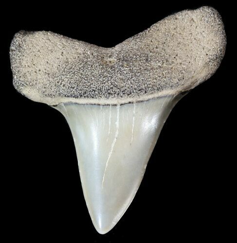 Fossil Mako Shark Tooth - Virginia #52029